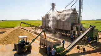 Miniatura do artigo de Gestão Agrícola: Secagem e Beneficiamento de Arroz: Guia para Lucrar [2025]