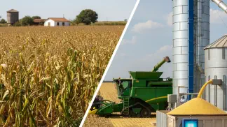 Miniatura do artigo de Gestão Agrícola: Secagem de Grãos de Milho: No Campo ou Artificial? Guia para a Melhor Decisão