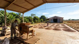 Miniatura do artigo de Gestão Agrícola: Secagem de Feijão: Guia Prático para Evitar Perdas [2025]