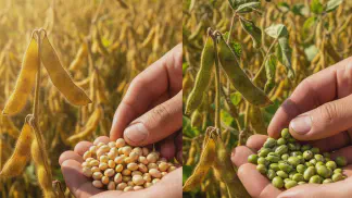 Miniatura do artigo de Gestão Agrícola: Sementes Esverdeadas na Soja: Como Evitar Perdas na Colheita e no Armazém