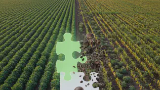 Miniatura do artigo de Gestão Agrícola: Sementes Piratas: O Guia Completo Sobre Riscos e Como Evitar Prejuízos