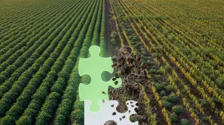 Miniatura do artigo de Gestão Agrícola: Sementes Piratas: O Guia Completo Sobre Riscos e Como Evitar Prejuízos