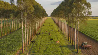 Miniatura do artigo de Gestão Agrícola: Sistema ILPF: O que é, Vantagens e Como Implementar na sua Fazenda