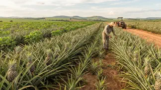 Miniatura do artigo de Gestão Agrícola: Soca do Abacaxi: Manejo e Consórcio para Mais Lucro [2025]