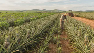 Miniatura do artigo de Gestão Agrícola: Soca do Abacaxi: Manejo e Consórcio para Mais Lucro [2025]