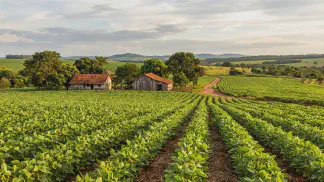 Miniatura do artigo de Gestão Agrícola: Soja Orgânica: Guia Definitivo de Manejo e Lucro [2025]