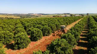 Miniatura do artigo de Gestão Agrícola: Solo para Citros: Guia Completo de Preparo e Plantio [2025]