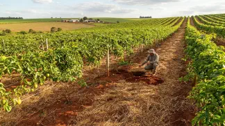 Miniatura do artigo de Gestão Agrícola: Solo Ideal para Maracujá: Guia Completo de Preparo [2025]