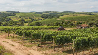 Miniatura do artigo de Gestão Agrícola: Solo Ideal para Uva: Guia Completo de Preparação [2025]