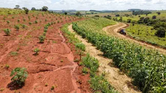 Miniatura do artigo de Gestão Agrícola: Manejo do Solo na Mamona: 5 Dicas contra a Erosão [2025]