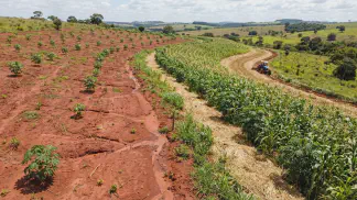 Miniatura do artigo de Gestão Agrícola: Manejo do Solo na Mamona: 5 Dicas contra a Erosão [2025]