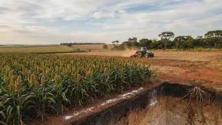 Miniatura do artigo de Gestão Agrícola: Adubação do Sorgo na Prática: 5 Passos Essenciais [2025]