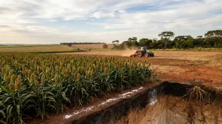 Miniatura do artigo de Gestão Agrícola: Adubação do Sorgo na Prática: 5 Passos Essenciais [2025]