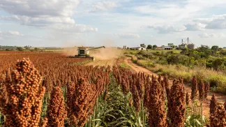 Miniatura do artigo de Gestão Agrícola: Sorgo: Guia Completo do Sorgo Granífero - Cultivo e Lucro na Safrinha