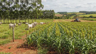 Miniatura do artigo de Gestão Agrícola: Sorgo no ILPF: Guia Prático de Manejo e Vantagens [2025]