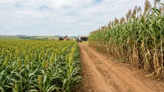 Miniatura do artigo de Gestão Agrícola: Sorgo Sacarino ou Biomassa: Guia Completo de Manejo [2025]