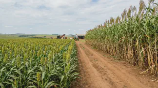 Miniatura do artigo de Gestão Agrícola: Sorgo Sacarino ou Biomassa: Guia Completo de Manejo [2025]