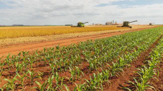 Miniatura do artigo de Gestão Agrícola: Sorgo Safrinha: Guia Completo para o Plantio Tardio [2025]