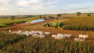 Miniatura do artigo de Gestão Agrícola: Sorgo ou Milho na Nutrição Animal: Guia Definitivo [2025]