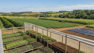 Miniatura do artigo de Gestão Agrícola: Substrato para Mudas: Guia Definitivo para Produção [2025]