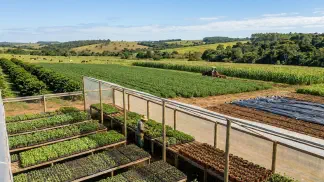 Miniatura do artigo de Gestão Agrícola: Substrato para Mudas: Guia Definitivo para Produção [2025]