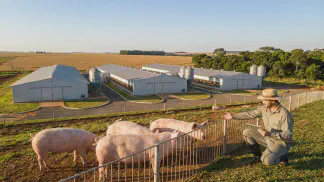 Miniatura do artigo de Gestão Agrícola: Suinocultura: Granja ou Sistema? 3 Métricas de Lucro [2025]