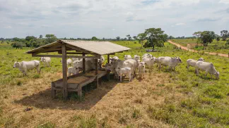 Miniatura do artigo de Gestão Agrícola: Suplementação de Vacas de Cria: Guia para Prenhez [2025]