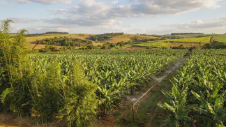 Miniatura do artigo de Gestão Agrícola: Temperatura Ideal para Banana: Como Produzir Mais [2025]