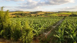Miniatura do artigo de Gestão Agrícola: Temperatura Ideal para Banana: Como Produzir Mais [2025]
