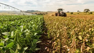 Miniatura do artigo de Gestão Agrícola: Temperatura Ideal do Feijão: Guia Completo de Manejo [2025]