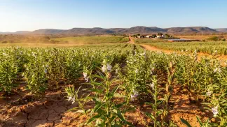 Miniatura do artigo de Gestão Agrícola: Temperatura Ideal do Gergelim: Guia de Alta Produção [2025]