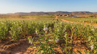 Miniatura do artigo de Gestão Agrícola: Temperatura Ideal do Gergelim: Guia de Alta Produção [2025]