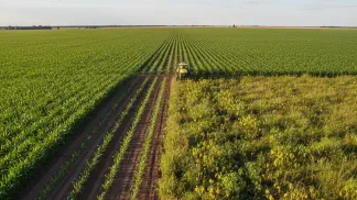 Miniatura do artigo de Manejo de Plantas Daninhas: Terbutilazina no Milho: Guia Completo do Novo Herbicida para Daninhas Difíceis