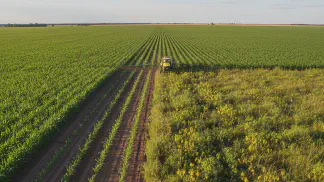 Miniatura do artigo de Manejo de Plantas Daninhas: Terbutilazina no Milho: Guia Completo do Novo Herbicida para Daninhas Difíceis