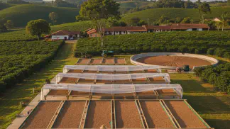 Miniatura do artigo de Gestão Agrícola: Terreiro Suspenso para Café: O Guia Completo para uma Secagem de Alta Qualidade