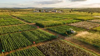 Miniatura do artigo de Gestão Agrícola: Testes de Algodão: Guia de Estatística Experimental [2025]