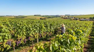 Miniatura do artigo de Gestão Agrícola: Tipos de Uva: Entenda as Diferenças e como Escolher [2025]