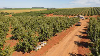 Miniatura do artigo de Gestão Agrícola: Tipos de Pera: Guia Completo de Variedades e Produção [2025]