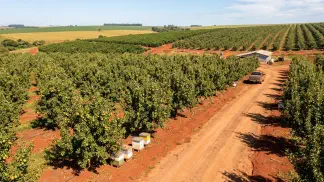 Miniatura do artigo de Gestão Agrícola: Tipos de Pera: Guia Completo de Variedades e Produção [2025]