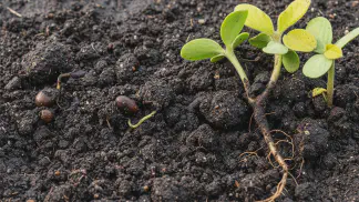 Miniatura do artigo de Manejo de Doencas: Tombamento da Soja: Como Identificar, Prevenir e Controlar Perdas na Lavoura