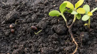 Miniatura do artigo de Manejo de Doencas: Tombamento da Soja: Como Identificar, Prevenir e Controlar Perdas na Lavoura
