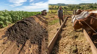 Miniatura do artigo de Gestão Agrícola: Torta de Mamona: Como Usar como Adubo com Segurança [2025]
