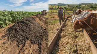 Miniatura do artigo de Gestão Agrícola: Torta de Mamona: Como Usar como Adubo com Segurança [2025]