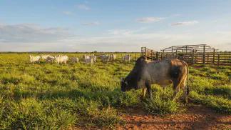 Miniatura do artigo de Gestão Agrícola: Touro de Corte: Guia Prático para Seleção e Lucro [2025]