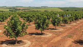 Miniatura do artigo de Gestão Agrícola: 7 Tratos Culturais do Caju para Aumentar a Produção [2025]