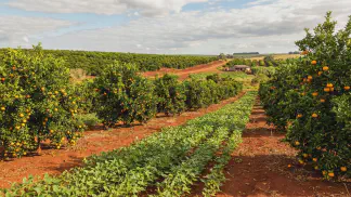 Miniatura do artigo de Gestão Agrícola: Tratos Culturais de Citrus: Guia de Manejo do Pomar [2025]