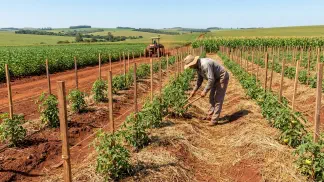 Miniatura do artigo de Gestão Agrícola: Tratos culturais na horta: 7 dicas para produzir mais [2025]