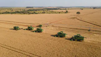Miniatura do artigo de Gestão Agrícola: Trigo Safrinha no Brasil Central: Guia para o Sucesso [2025]