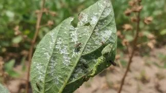 Miniatura do artigo de Manejo Integrado de Pragas: Tripes na Soja: Guia de Manejo e Controle | Aegro