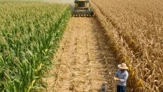 Miniatura do artigo de Gestão Agrícola: Umidade do Milho para Colheita: O Guia Completo para Evitar Perdas